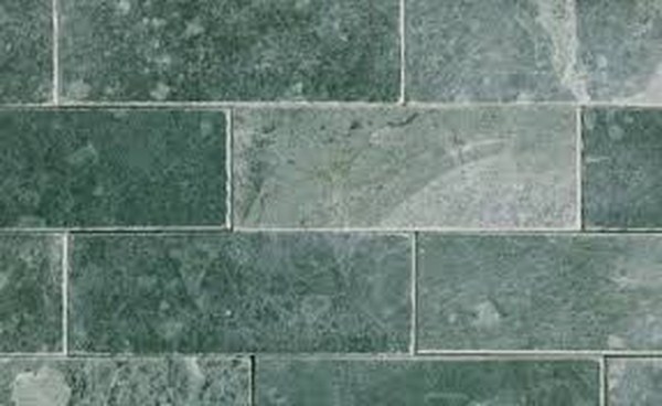 da-mai-bong-xanh-reu