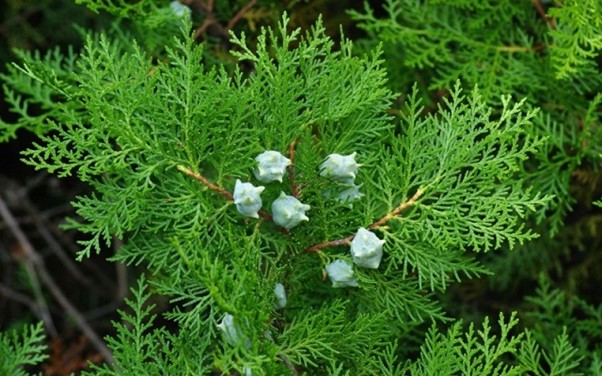 Top 15 cây nên trồng trong nghĩa trang gia đình hợp phong thủy