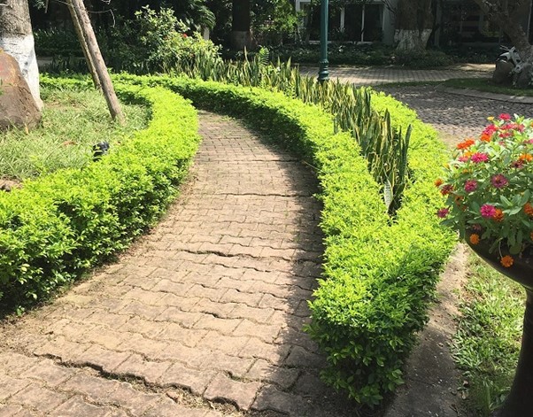 Top 15 cây nên trồng trong nghĩa trang gia đình hợp phong thủy