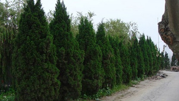 Top 15 cây nên trồng trong nghĩa trang gia đình hợp phong thủy