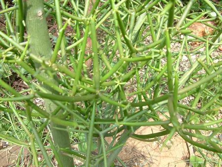 Top 15 cây nên trồng trong nghĩa trang gia đình hợp phong thủy