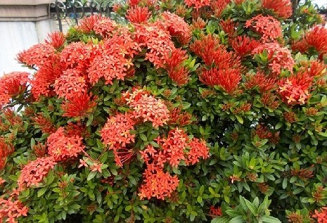 Top 15 cây nên trồng trong nghĩa trang gia đình hợp phong thủy