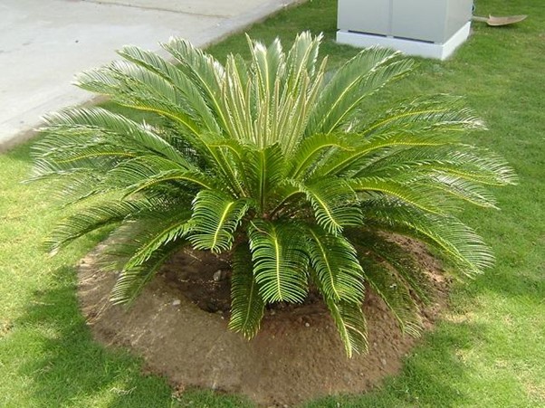 Top 15 cây nên trồng trong nghĩa trang gia đình hợp phong thủy