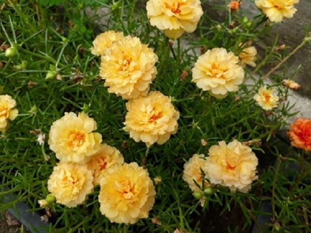 Có nên trồng hoa mười giờ trên mộ