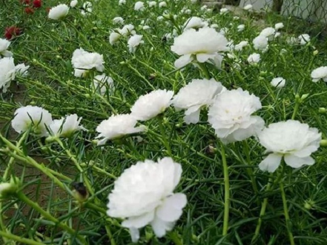 Có nên trồng hoa mười giờ trên mộ 