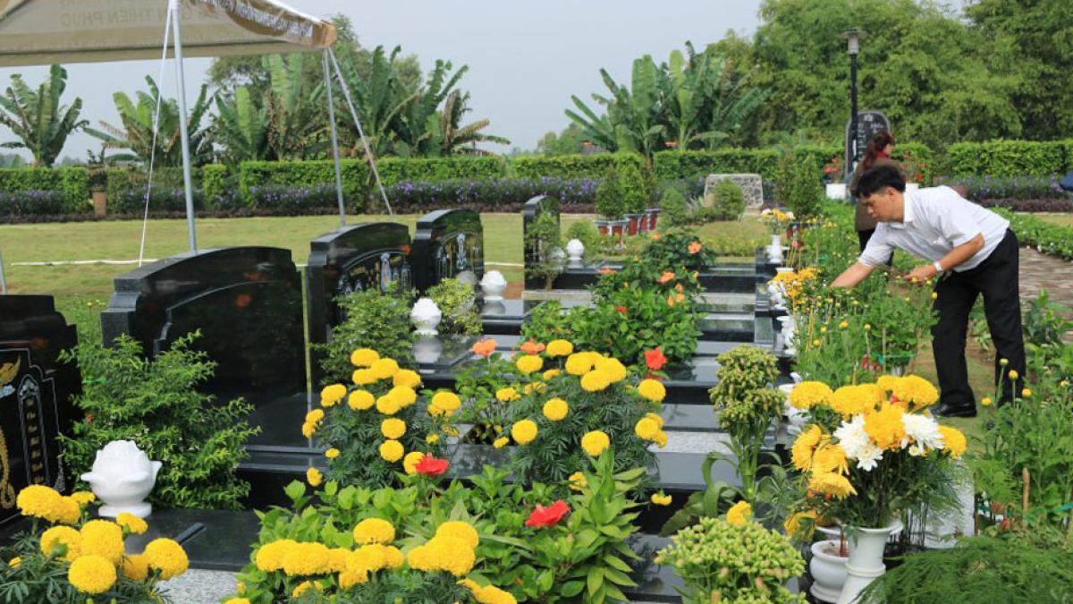 Trồng cây gì ở mộ