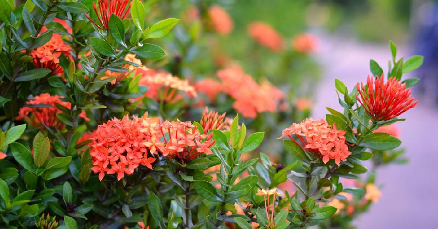 Trồng hoa mẫu đơn ở mộ mang ý nghĩa về cuộc sống đủ đầy, sung túc
