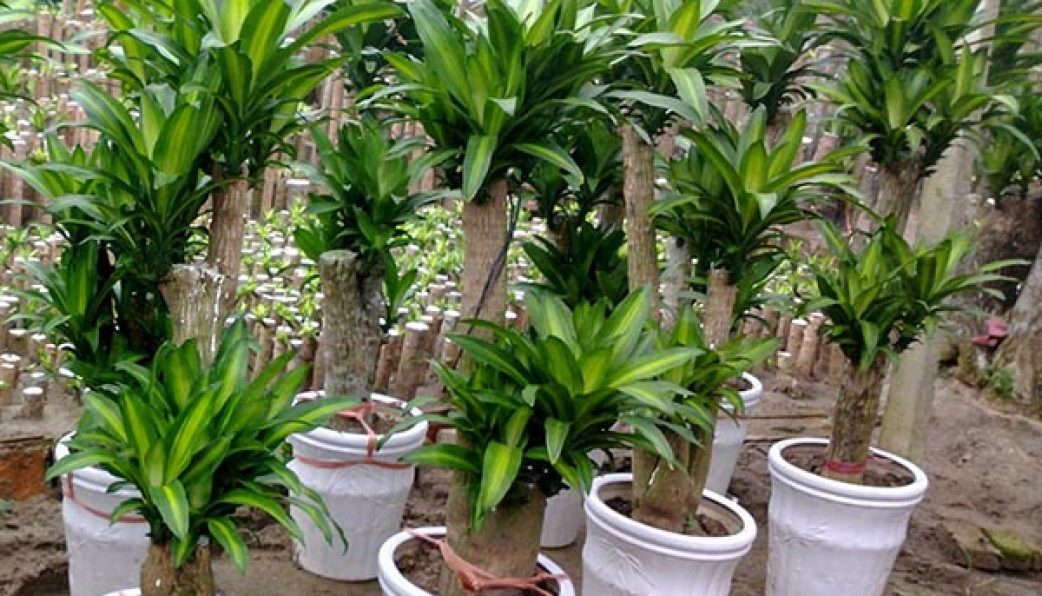 Nên trồng cây gì ở mộ để mang lại may mắn, phúc khí